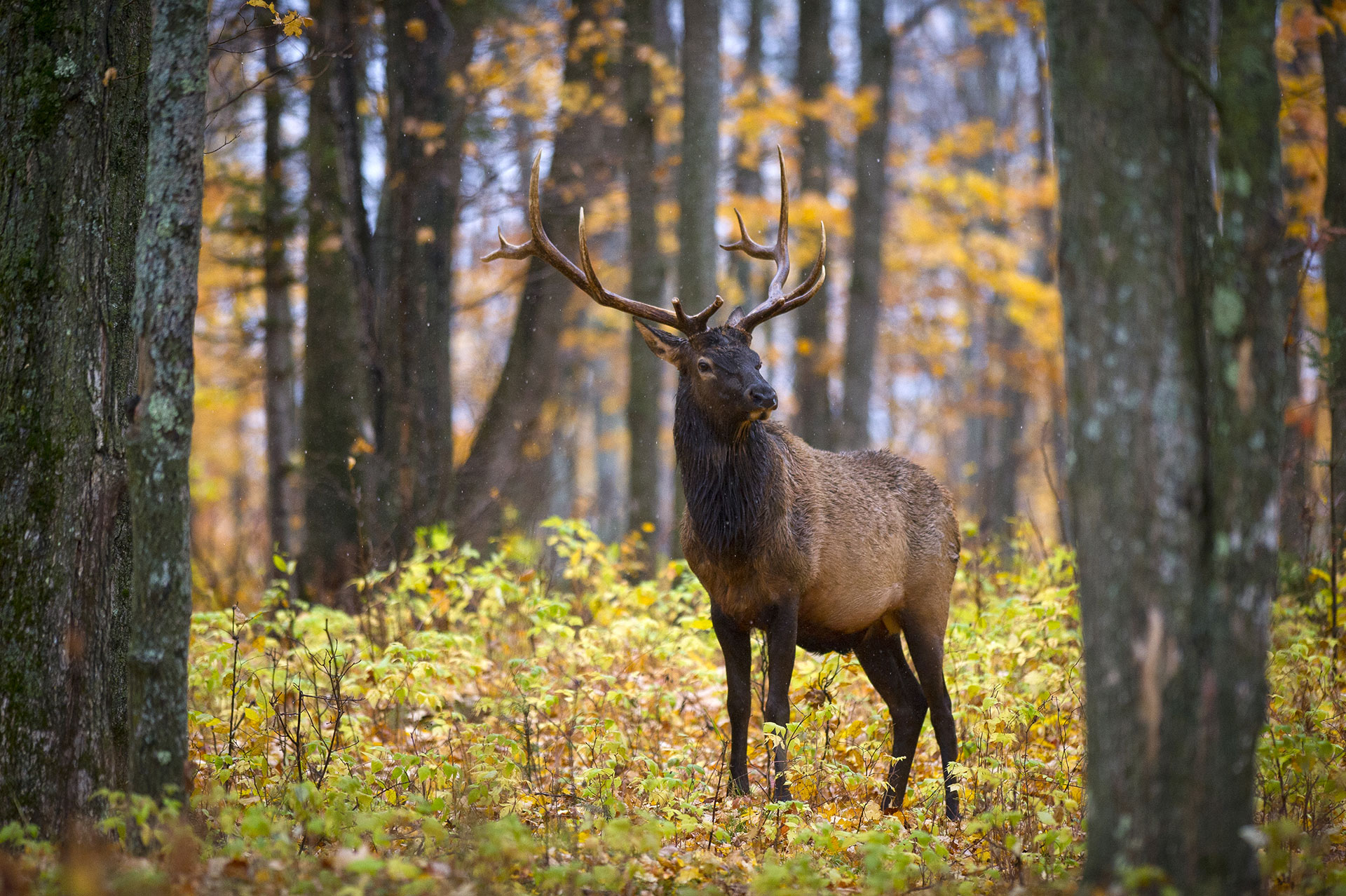 Michigan mulls changes in elk hunt regulations
