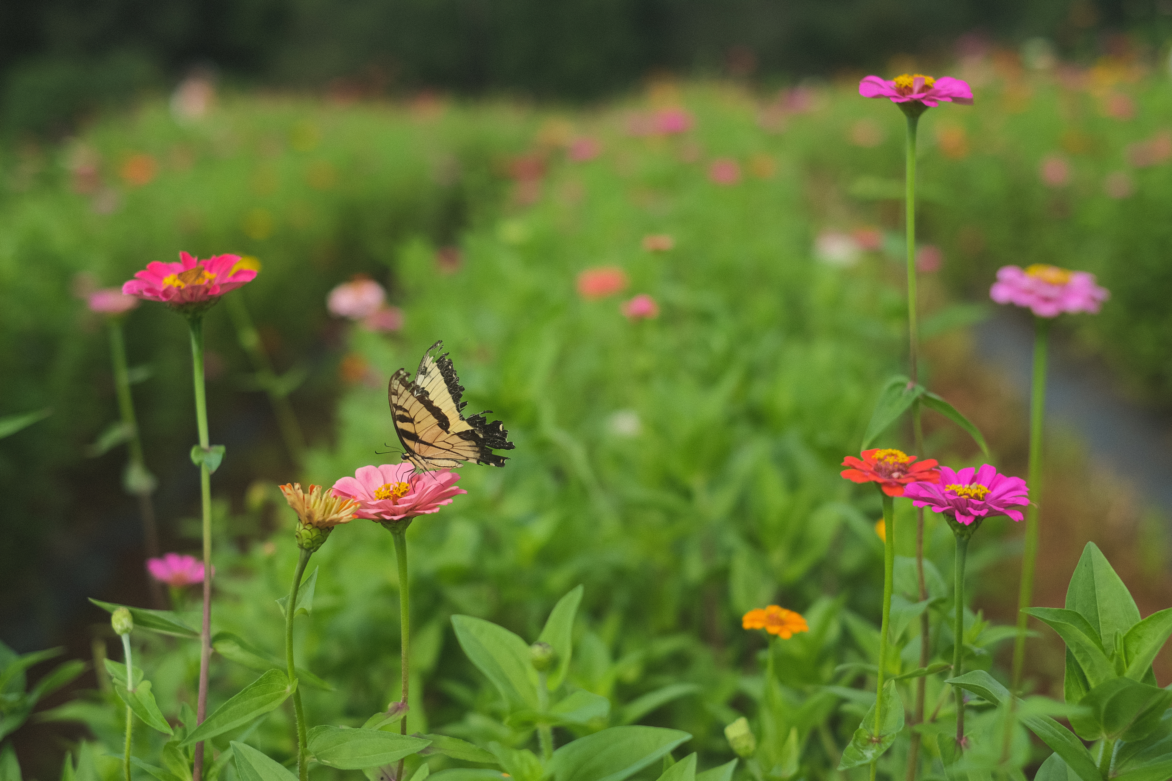 Rewilding, a new way to heal the land this Earth Day