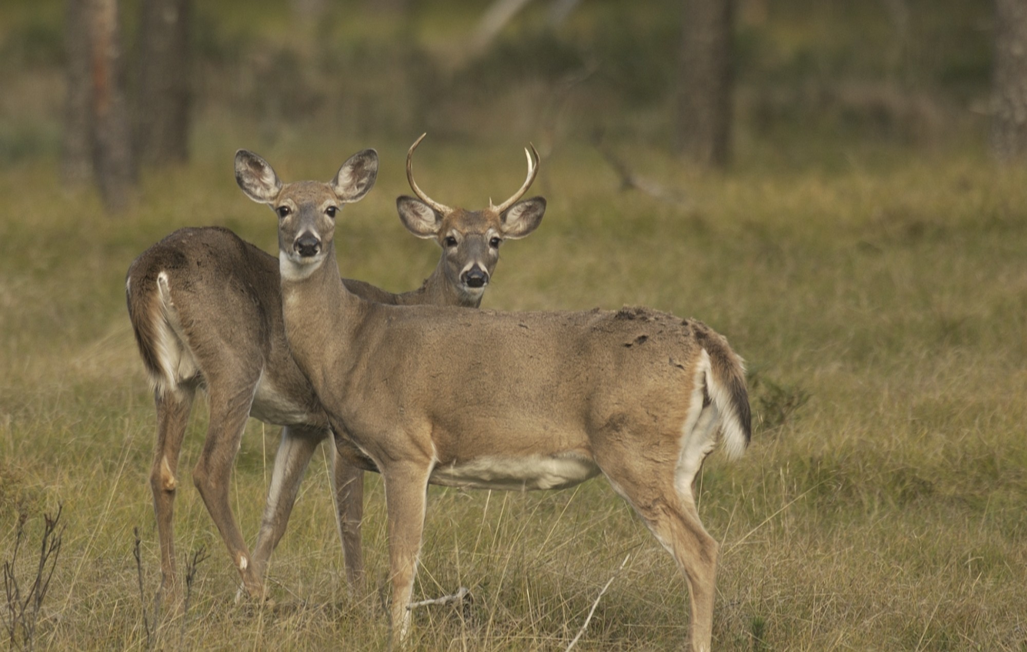 Michigan created a buck-centric culture regulators now want to change