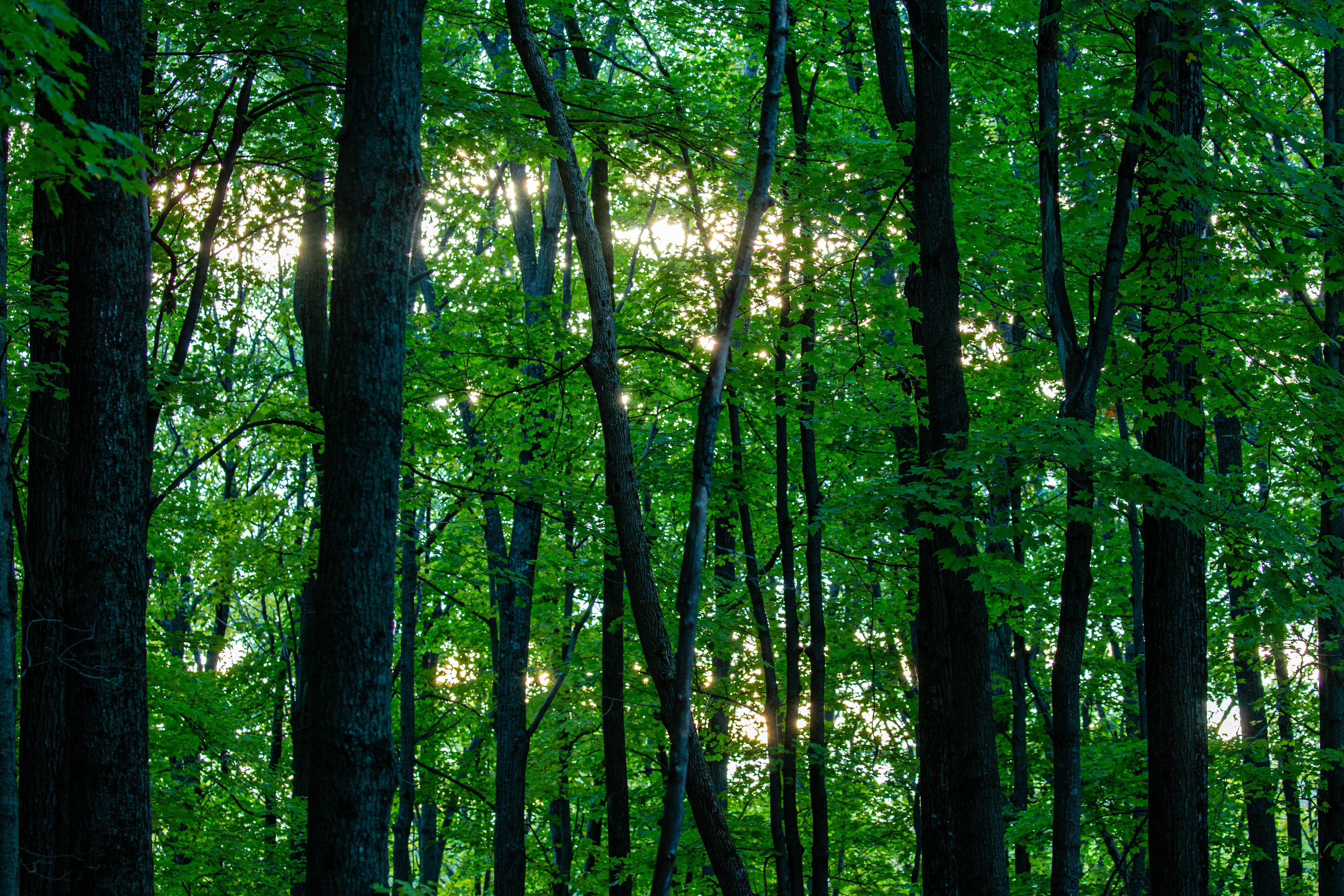 Federal wildfire bill may repeal ‘roadless rule’ that protects national forest land in Wisconsin