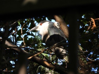 Refuge in the Windy City: Declining wetland bird makes a home in downtown Chicago