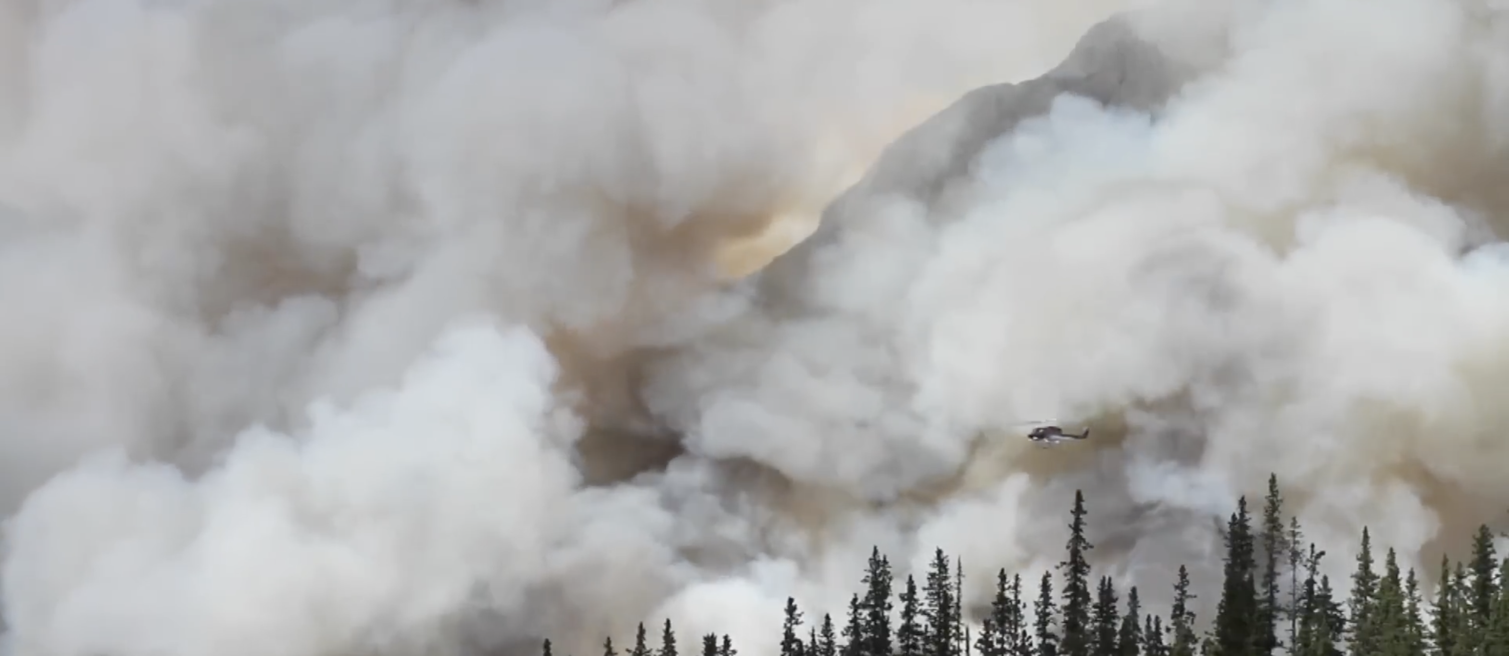 How wildfire smoke impacts pets and wildlife