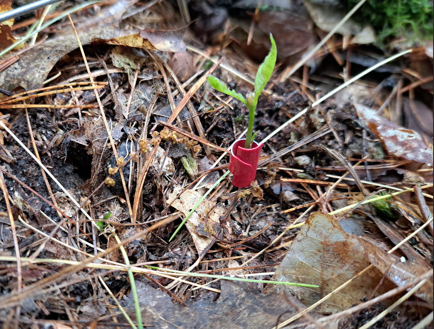 Seedling data shows Michigan forests under pressure from climate change, deer, disease