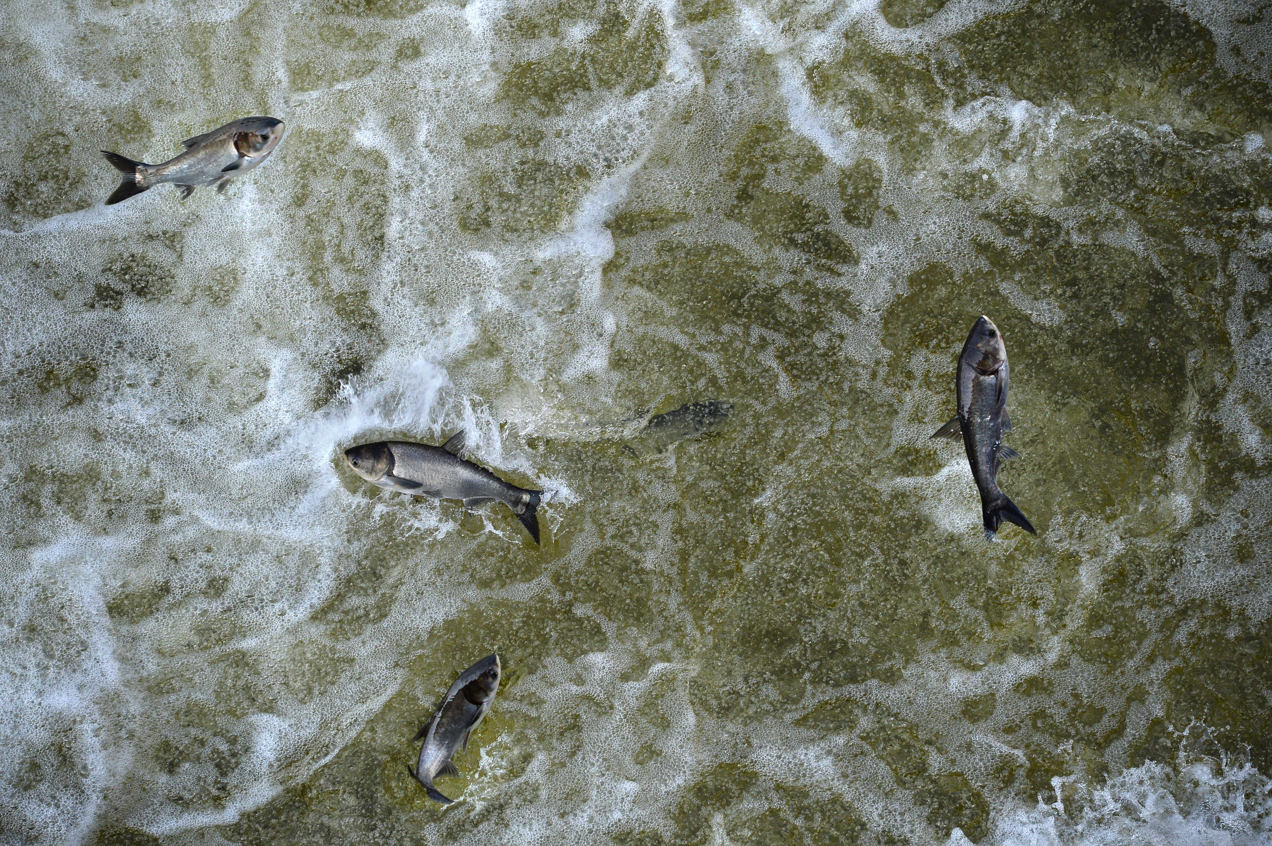 Great Lakes lawmakers say delays on invasive carp barrier threaten ecosystems, economy