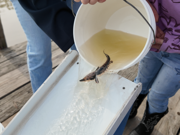 Sturgeon Fest releases 1,500 fish with hopes of boosting Lake Erie population