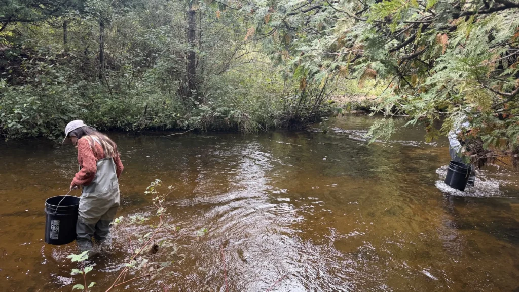 A year into reintroduction, no grayling seen in Michigan wild. Hope remains
